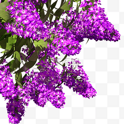 紫藤花花卉植物一束花