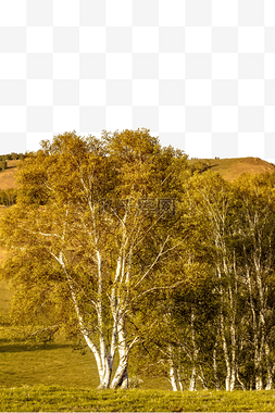 草地树的素材图片_草地上的白杨树