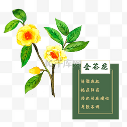 金茶花类中草药材水彩植物花卉