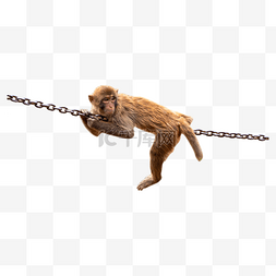 铁链子图片_表演动物猴子