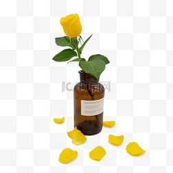 鲜花和花瓣图片_黄色玫瑰花瓣和瓶子