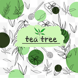 绿茶茶多酚精油营养美容