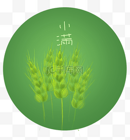 二十四节气绿色的麦穗