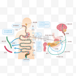 人体线框图图片_人体消化系统消化过程