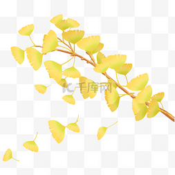 凋落黄色枫叶