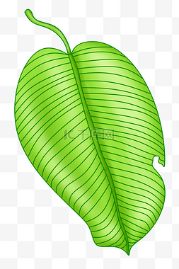 热带植物芭蕉叶