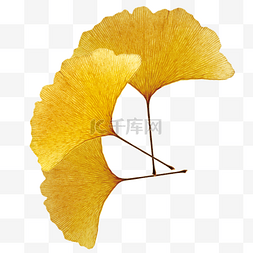 黄色植物叶图片_黄色银杏叶