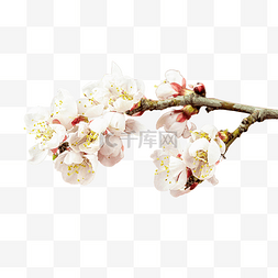 盛开的白色桃花