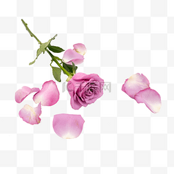 紫色玫瑰花和花瓣