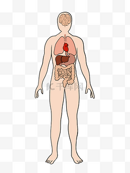 人体脏器分布图图片_人体身体