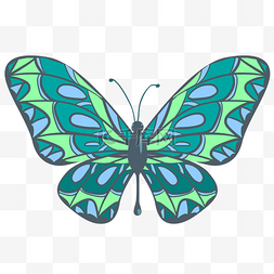 生物蝴蝶标本蓝色