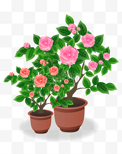 粉色盆栽图片_粉色的山茶花