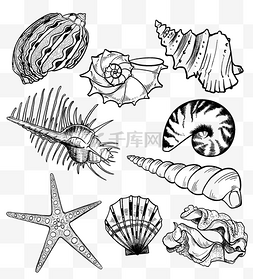 线描海边元素图片_海边海洋生物套图线描贝壳海螺