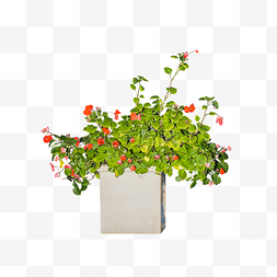 清新水泥花盆的绿色红花植物