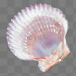 透明扇贝贝壳