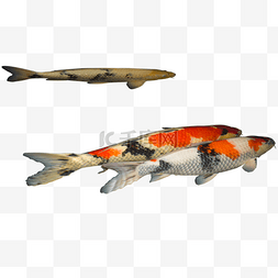 3条红白鲤鱼