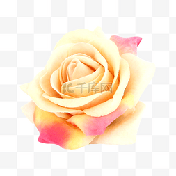 玫瑰唯美图片_植物玫瑰