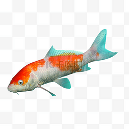 金鱼鱼动物