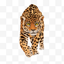 可爱野生动物大型猫科豹子金钱豹