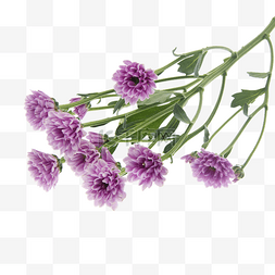 一束紫色花