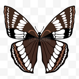 褐色的漂亮蝴蝶插画
