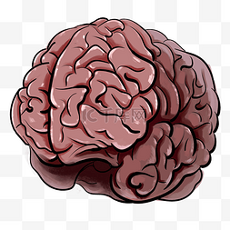 人体大脑