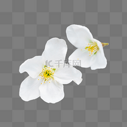 白色小花图片_白色杏花花朵