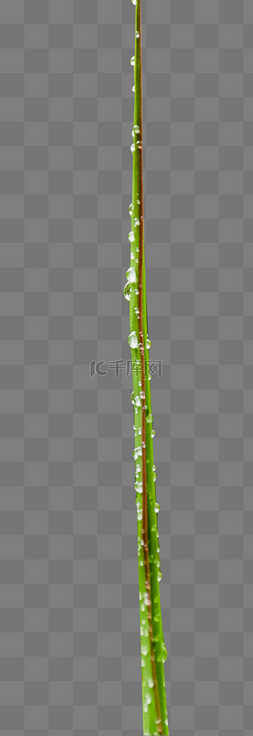 绿叶上露珠图片_下雨后白天户外植物绿叶上的露珠