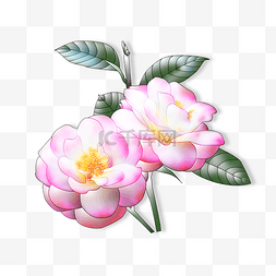 粉色的花儿图片_带叶脉的粉色茶花