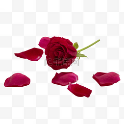 凋谢的花朵图片_凋谢的红玫瑰