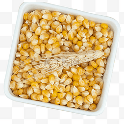 玉米粒图片_玉米苞米