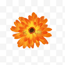 橙色小花朵图片_橙色油画花朵