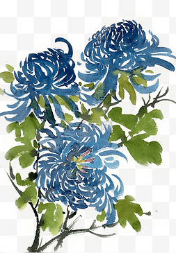 蓝色的菊花