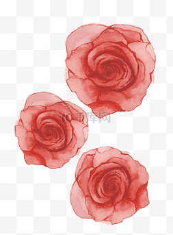 鲜艳红玫瑰花朵