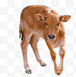 牛耕种图片_动物牛可爱
