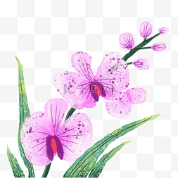 粉红色开图片_粉红色蝴蝶兰花朵