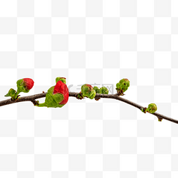 梅花花苞树枝图片_红色梅花腊梅