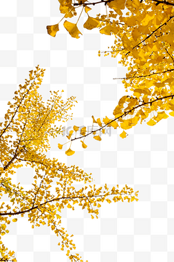 秋天树枝银杏图片_两颗银杏叶树