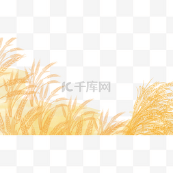 金黄色麦子