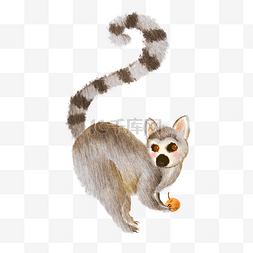 灰色眼镜狐猴