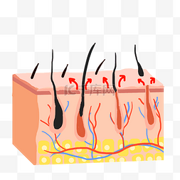 毛发图片_脱毛毛囊毛发