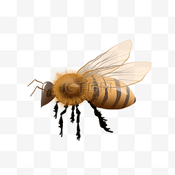 展翅飞翔写实蜜蜂