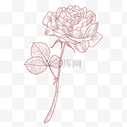 玫瑰花瓣矢量素材图片_手绘线条玫瑰花