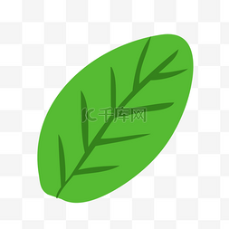 绿色一片叶子图片_一片叶子