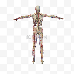 人体图图片_人体血管分布png图