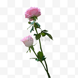 2鲜花图片_2多粉红色的玫瑰花