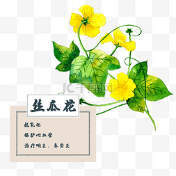 花类药材图片_丝瓜花花类中草药水彩植物