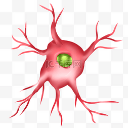 神经体粉红色神经
