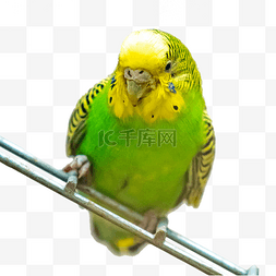 绿色小鸟鹦鹉