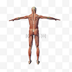背部肌肉解剖png图